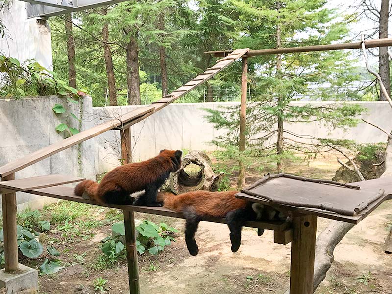 いしかわ動物園レッサーパンダ