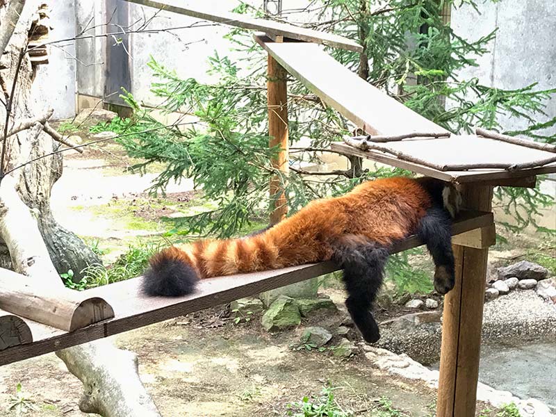 いしかわ動物園レッサーパンダ