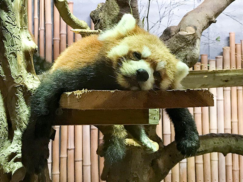 いしかわ動物園レッサーパンダ