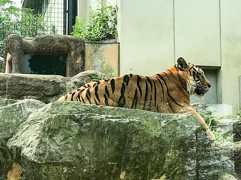 いしかわ動物園トラ