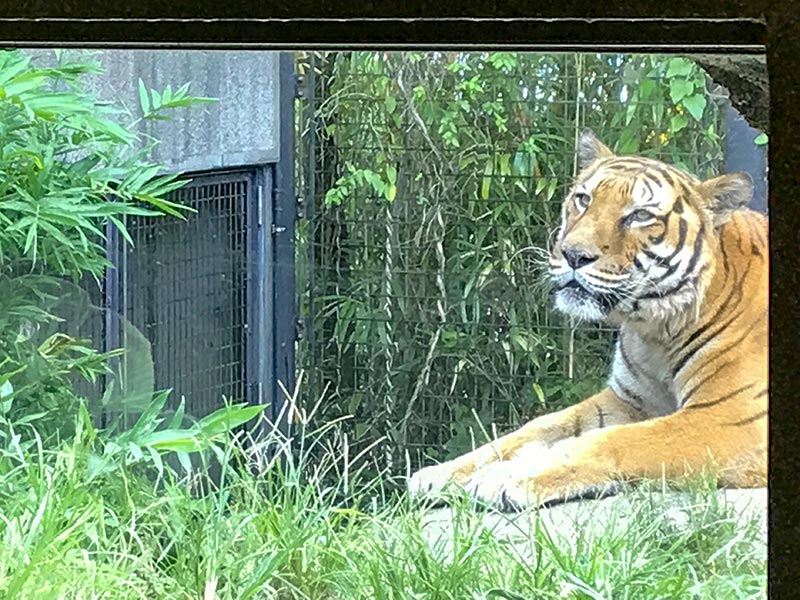 いしかわ動物園トラ