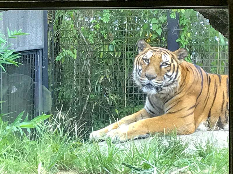 いしかわ動物園トラ