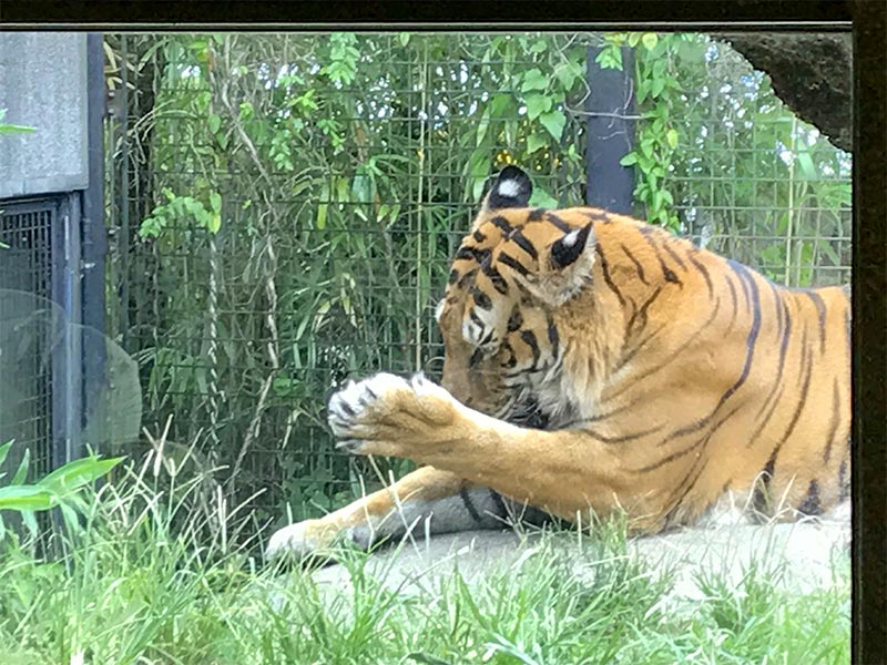 いしかわ動物園トラ