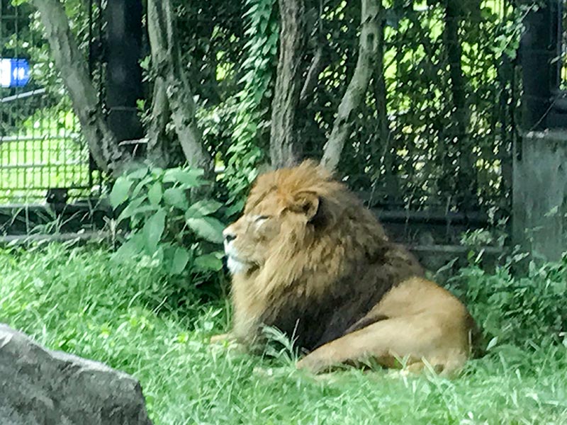 いしかわ動物園ライオン