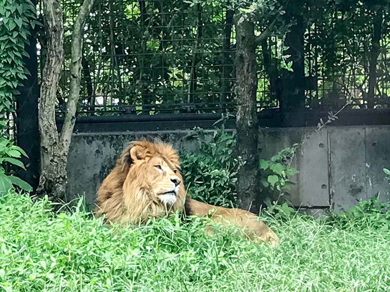 いしかわ動物園ライオン