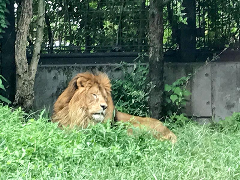 いしかわ動物園ライオン