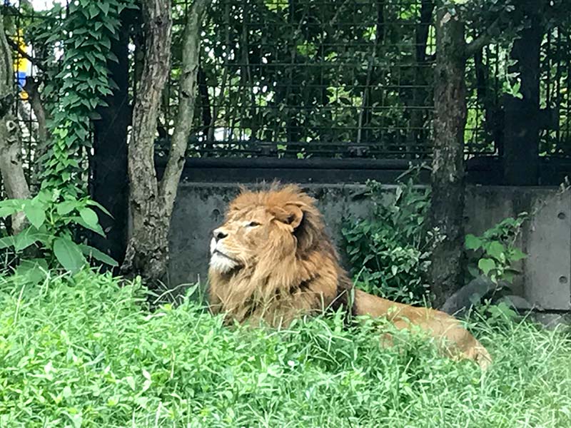 いしかわ動物園ライオン