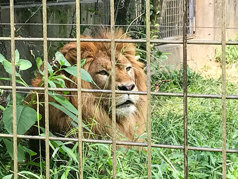 いしかわ動物園ライオン