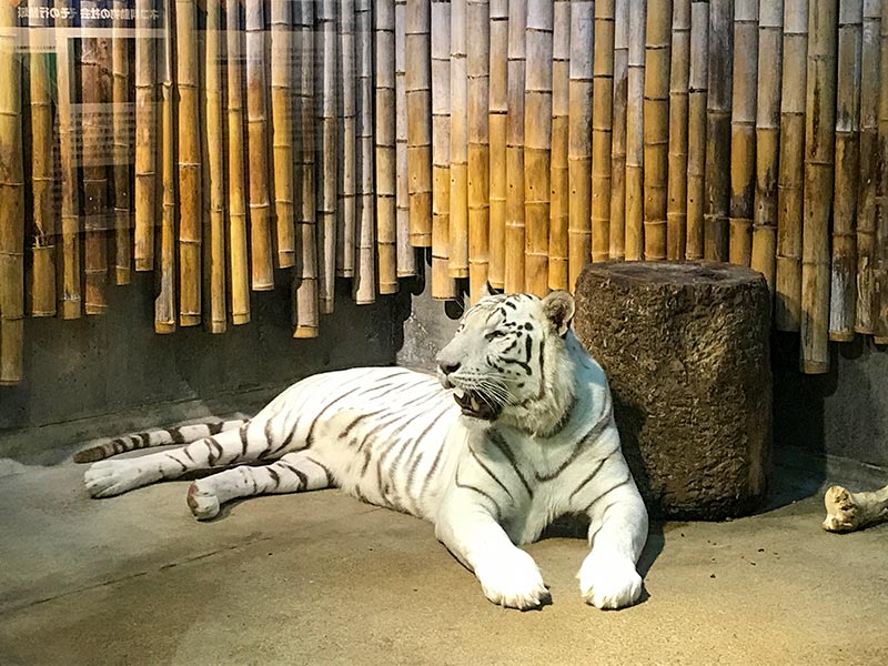 いしかわ動物園ホワイトタイガー