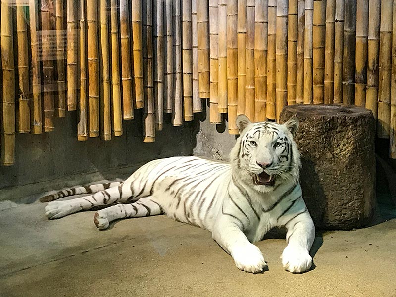 いしかわ動物園ホワイトタイガー