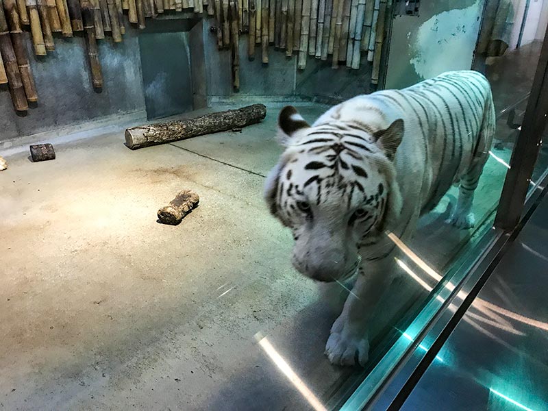 いしかわ動物園ホワイトタイガー