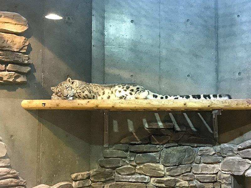 いしかわ動物園ヒョウ