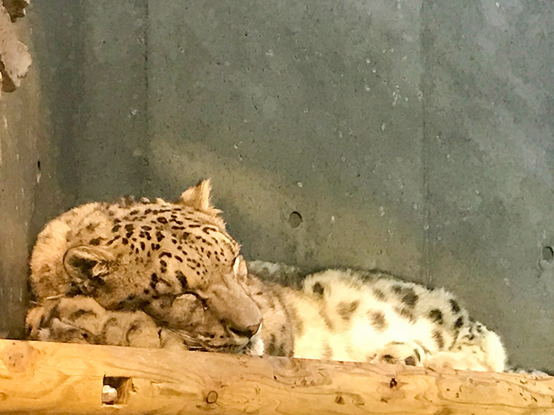 いしかわ動物園ヒョウ