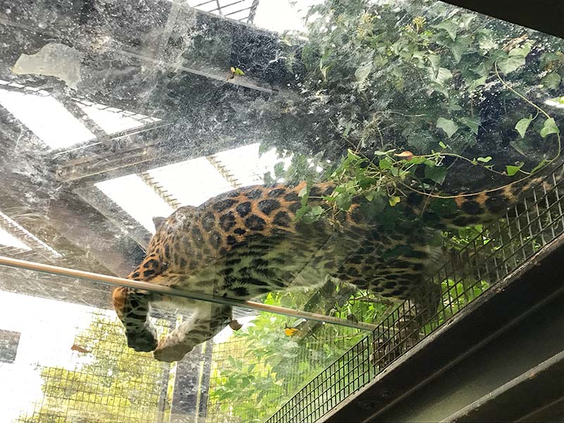 いしかわ動物園ヒョウ