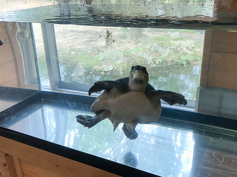 いしかわ動物園カメ