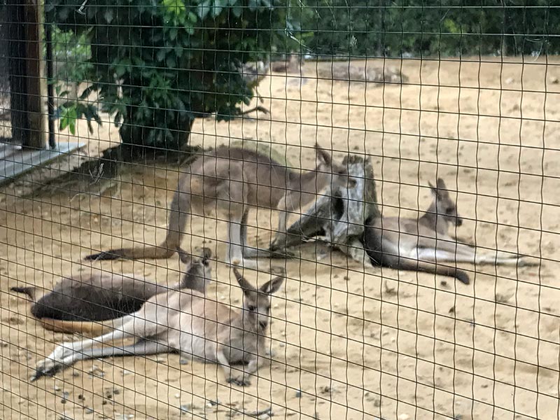 いしかわ動物園カンガルー・ワラビー・エミュー