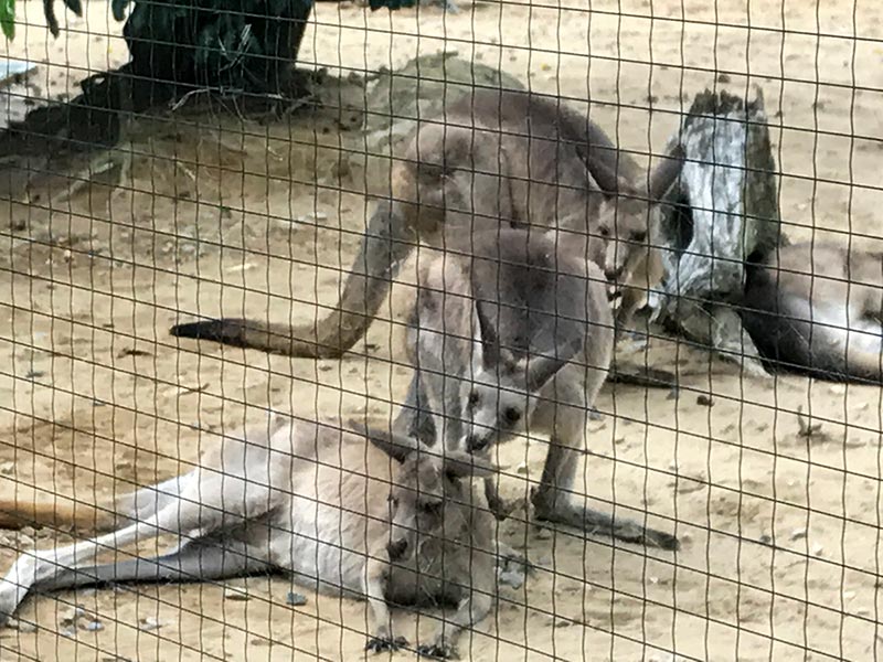 いしかわ動物園カンガルー・ワラビー・エミュー