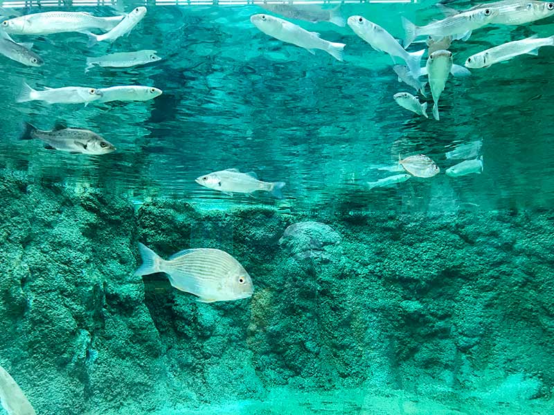 いしかわ動物園郷土の水辺