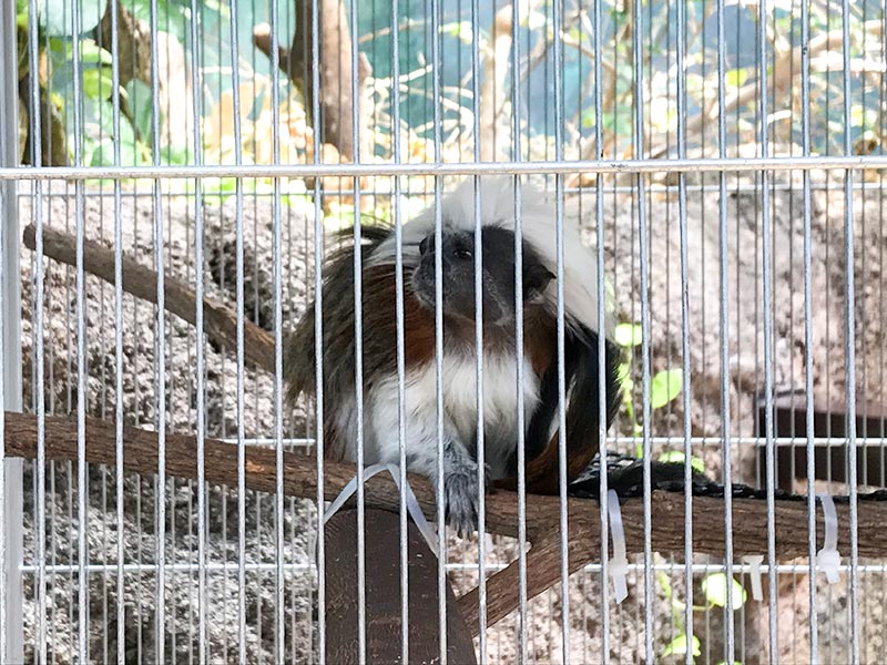 いしかわ動物園わたぼうしタマリン