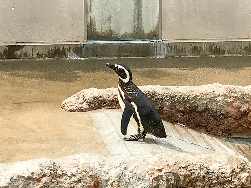 いしかわ動物園ペンギン
