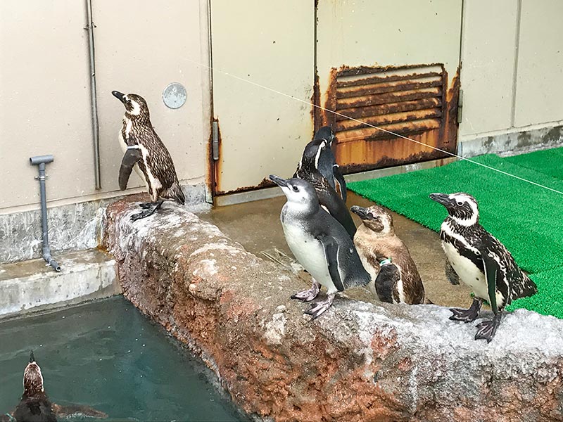 いしかわ動物園ペンギン