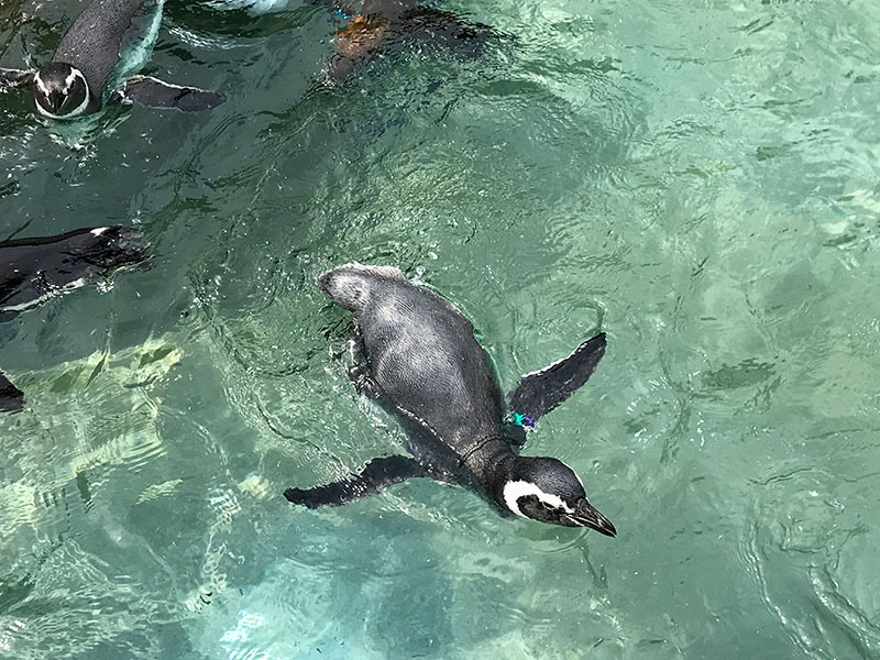 いしかわ動物園ペンギン