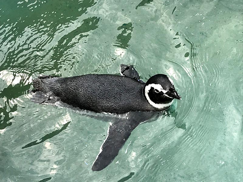 いしかわ動物園ペンギン