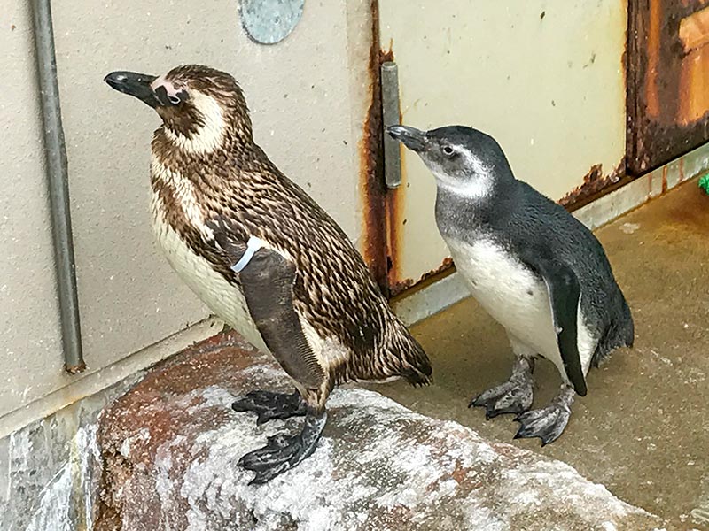 いしかわ動物園ペンギン