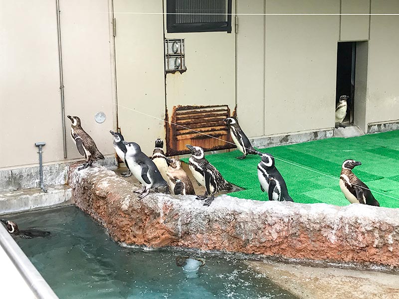 いしかわ動物園ペンギン