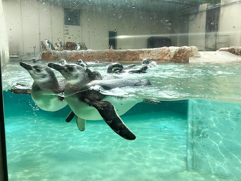 いしかわ動物園ペンギン