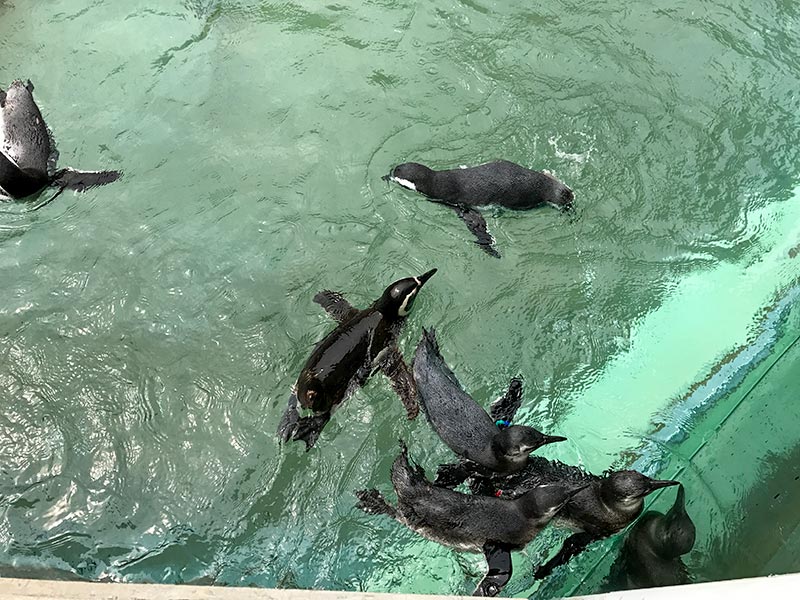 いしかわ動物園ペンギン