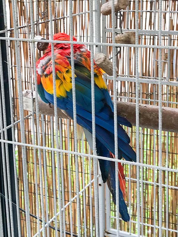 いしかわ動物園インコ