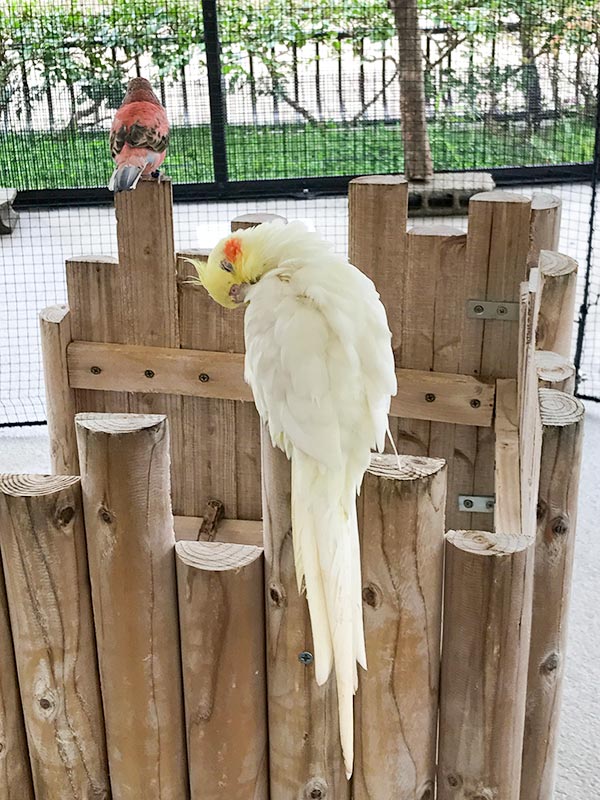 いしかわ動物園インコ