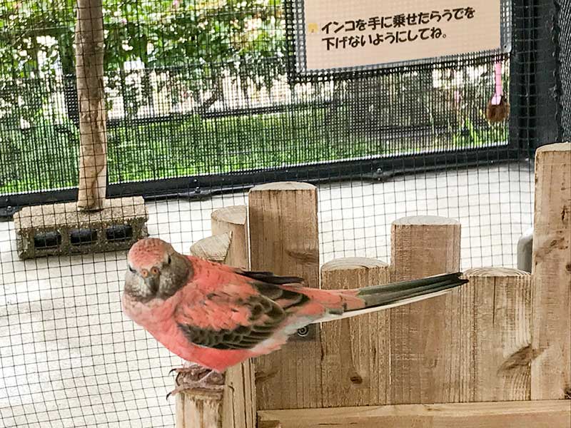 いしかわ動物園インコ