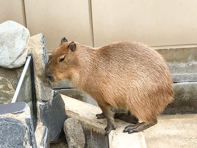 いしかわ動物園カピバラ