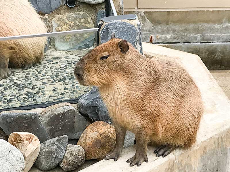 いしかわ動物園カピバラ