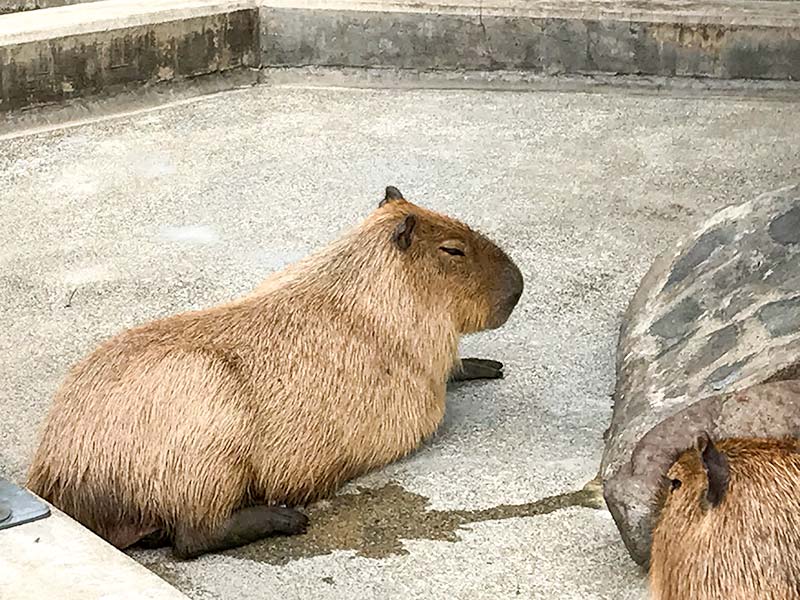 いしかわ動物園カピバラ