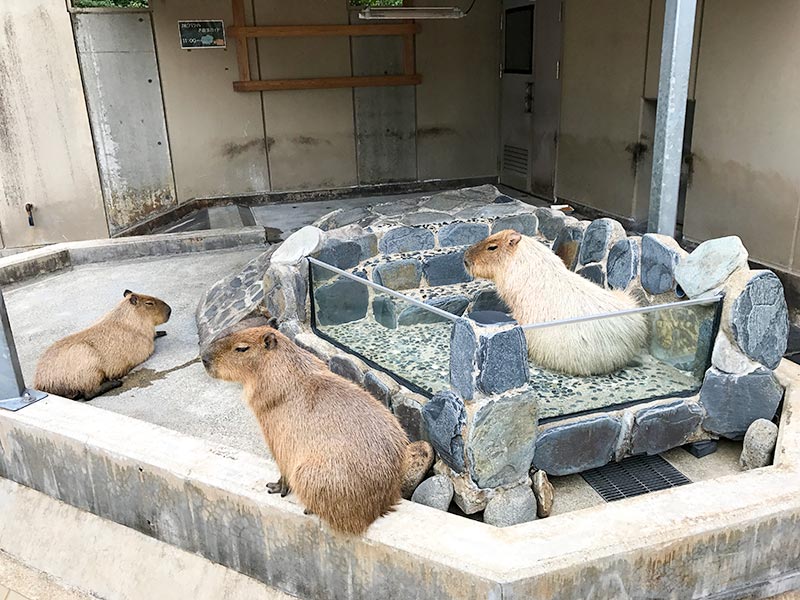 いしかわ動物園カピバラ