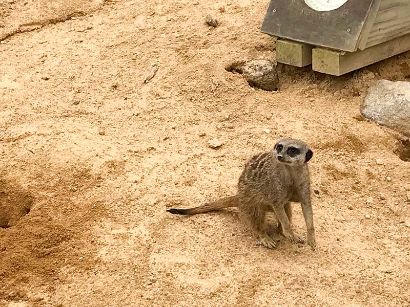 いしかわ動物園ミーアキャット