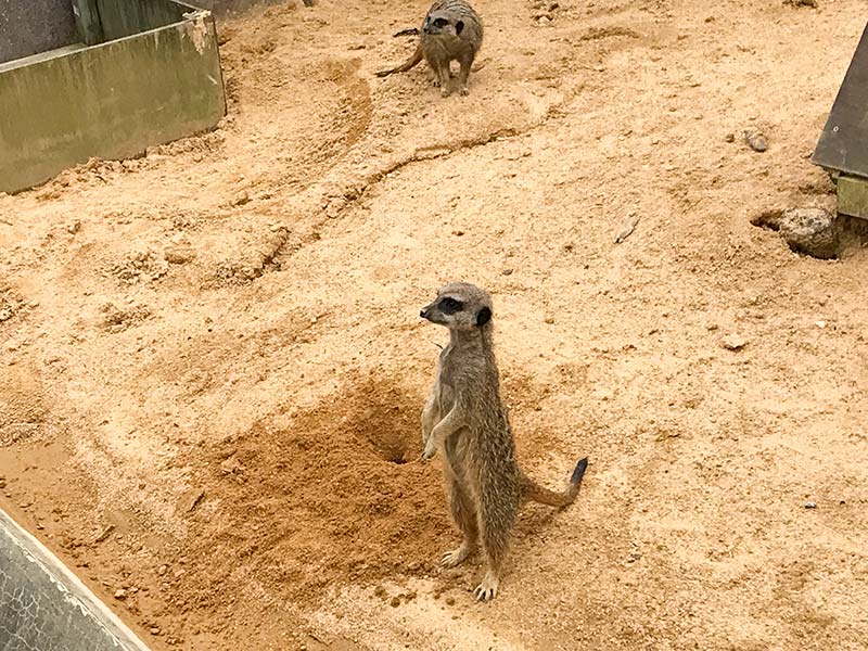 いしかわ動物園ミーアキャット