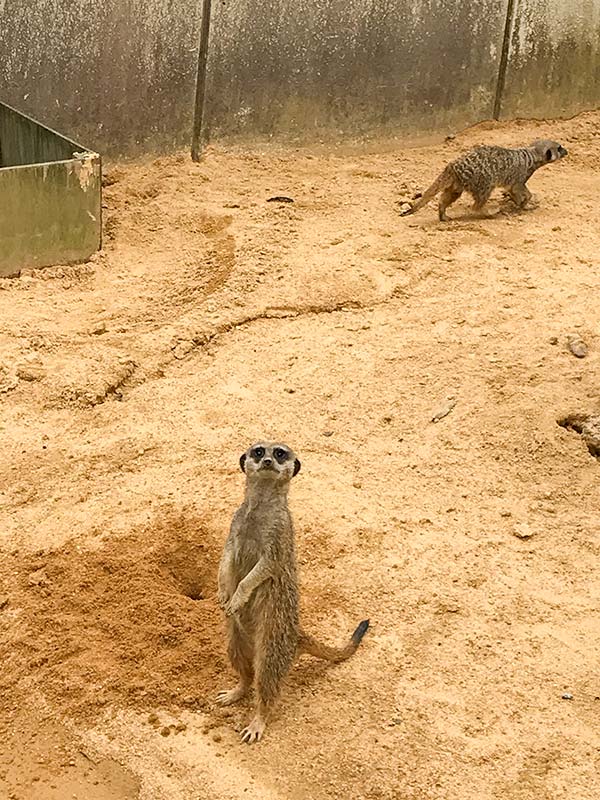 いしかわ動物園ミーアキャット