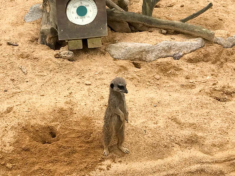 いしかわ動物園ミーアキャット