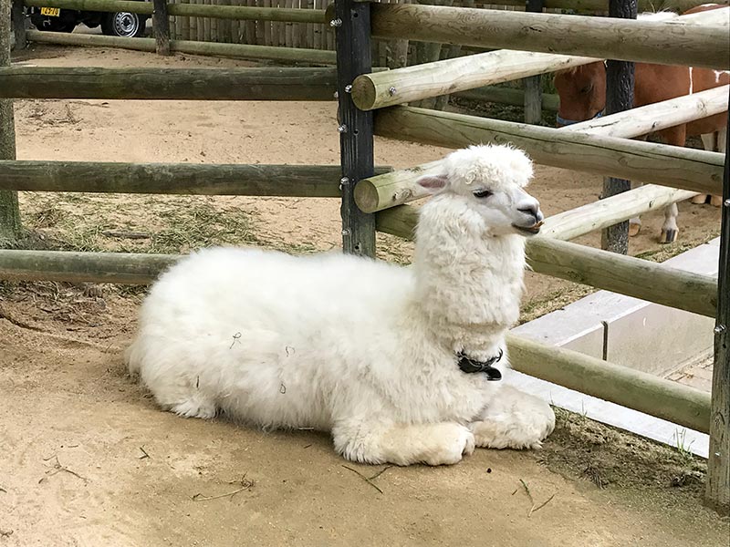 いしかわ動物園アルパカ