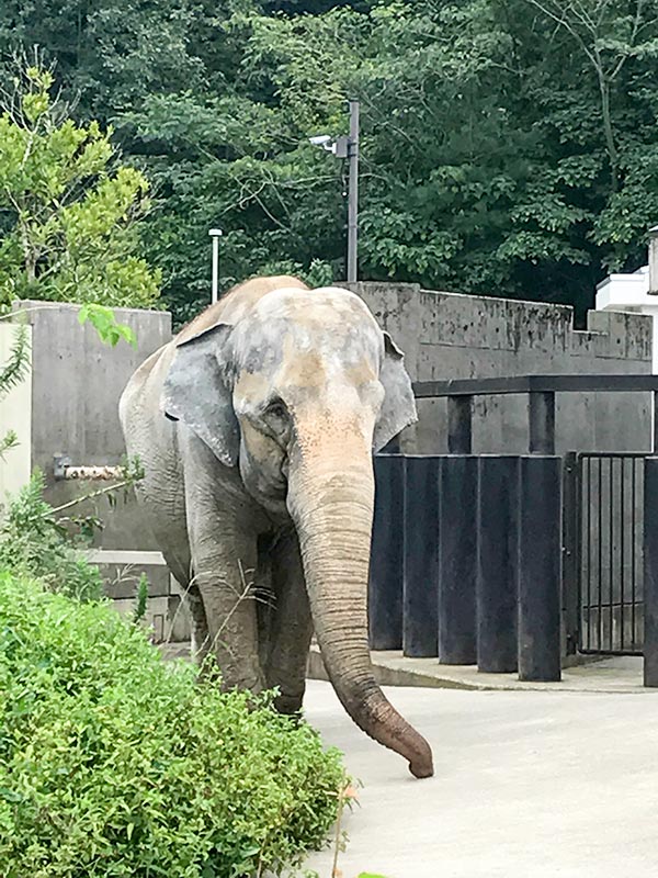 いしかわ動物園ゾウ