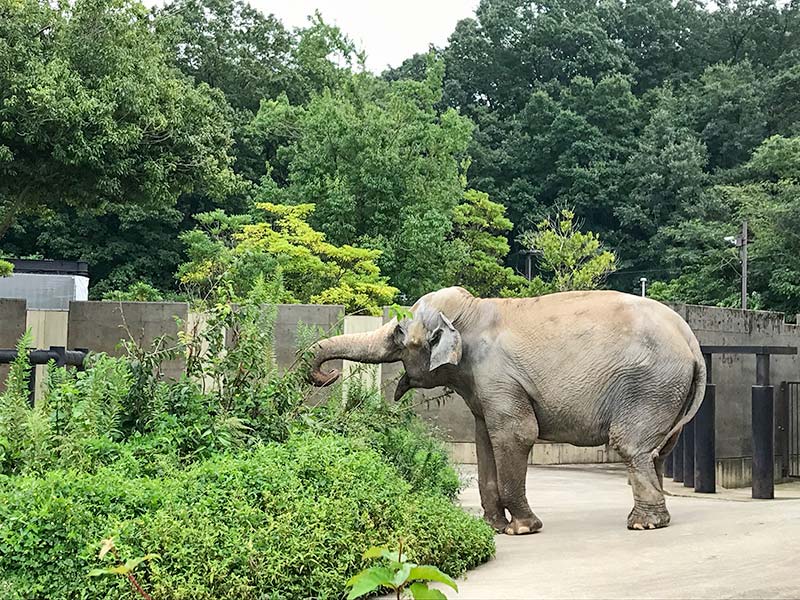 いしかわ動物園ゾウ