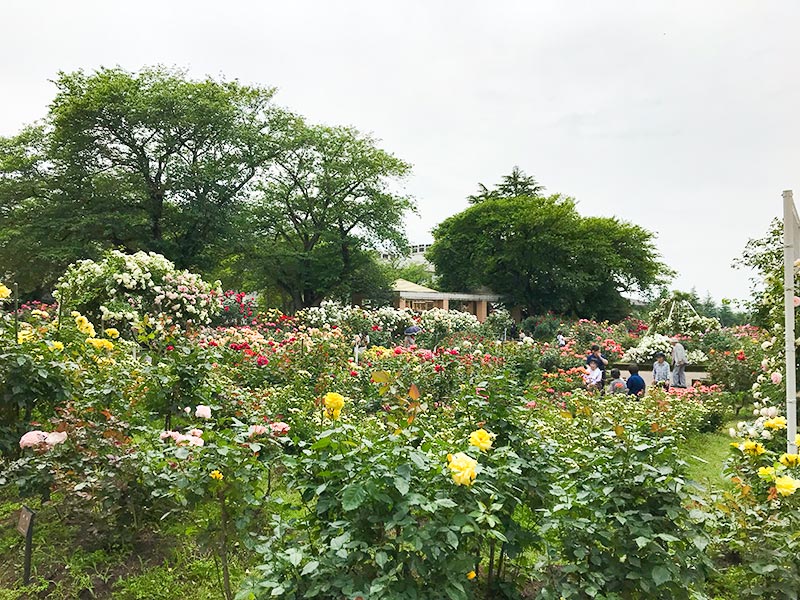 金沢バラ園・金沢南総合運動公園