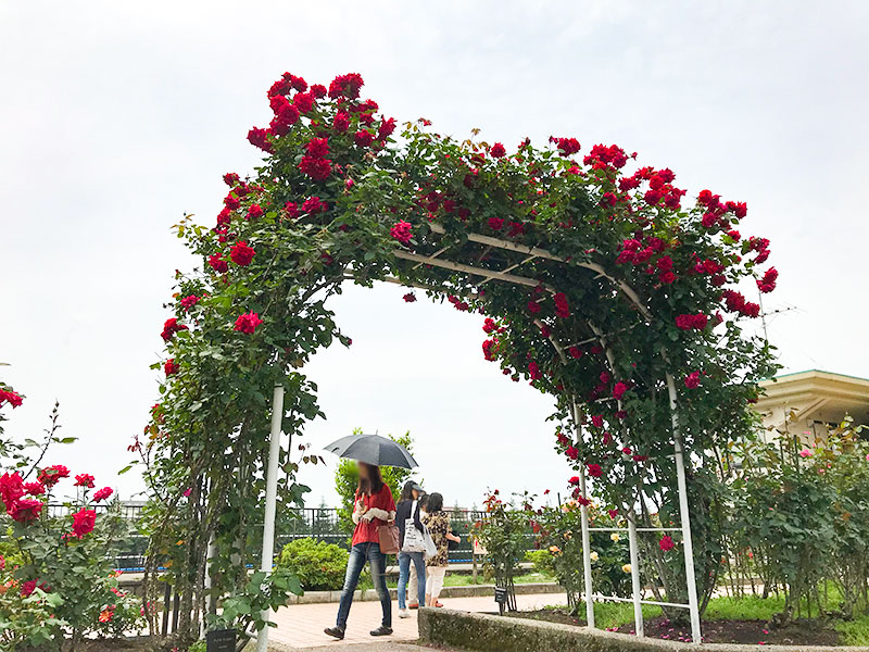 金沢バラ園・金沢南総合運動公園