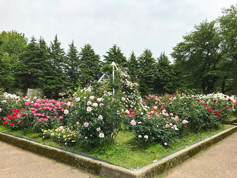 金沢バラ園・金沢南総合運動公園