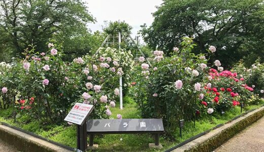 【金沢】金沢には無料で楽しめるフォトジェニックなバラ園が金沢南総合運動公園にあるよ