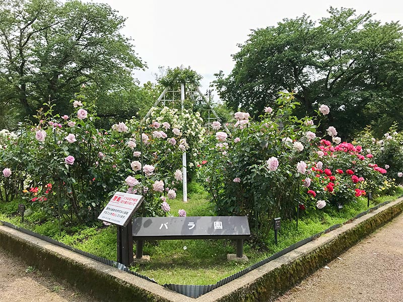 金沢バラ園・金沢南総合運動公園